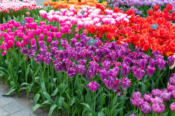 Nahaufnahme Von Schönen Tulpenfeld Voller Blüte Tulpenblüte Mehreren Farben Rosa — Stockfoto