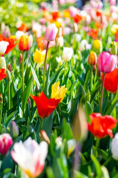 핀아름다운 튤립밭을 가까이 색깔의 튤립은 네덜란드 꽃이다 — 스톡 사진
