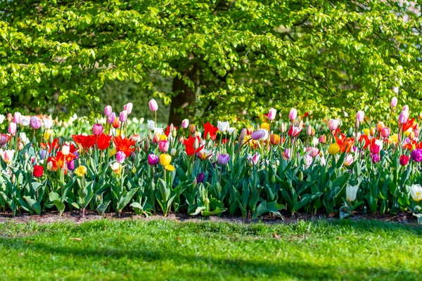 Nahaufnahme Von Schönen Tulpenfeld Voller Blüte Tulpenblüte Mehreren Farben Rosa — Stockfoto