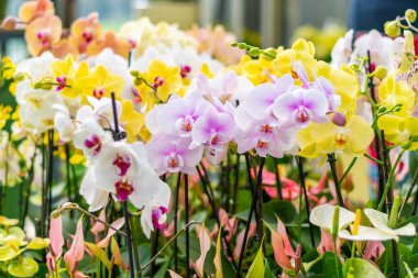 Orkide çiçeği Phalaenopsis 'e yakın görüntü. Değişken renklerin çoklu çiçekleri, ayrıntılı makro görünüm.