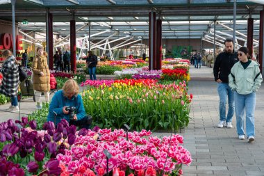 Lisse, Hollanda - 14.4.2022: Turistler Keukenhof bahçesini ziyaret ediyorlar. Çiçek açmış bir sürü güzel çiçek, fotoğraf çeken insanlar. Doğada canlı renkler.