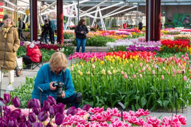 Lisse, Hollanda - 14.4.2022: Turistler Keukenhof bahçesini ziyaret ediyorlar. Çiçek açmış bir sürü güzel çiçek, fotoğraf çeken insanlar. Doğada canlı renkler.