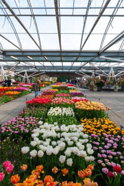 Lisse, Hollanda - 14.4.2022: Turistler Keukenhof bahçesini ziyaret ediyorlar. Çiçek açmış bir sürü güzel çiçek, fotoğraf çeken insanlar. Doğada canlı renkler.