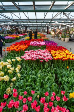 Lisse, Hollanda - 14.4.2022: Turistler Keukenhof bahçesini ziyaret ediyorlar. Çiçek açmış bir sürü güzel çiçek, fotoğraf çeken insanlar. Doğada canlı renkler.