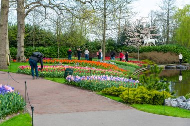 Lisse, Hollanda - 14.4.2022: Turistler Keukenhof bahçesini ziyaret ediyorlar. Çiçek açmış bir sürü güzel çiçek, fotoğraf çeken insanlar. Doğada canlı renkler.