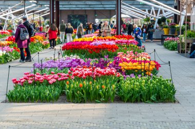 Lisse, Hollanda - 14.4.2022: Turistler Keukenhof bahçesini ziyaret ediyorlar. Çiçek açmış bir sürü güzel çiçek, fotoğraf çeken insanlar. Doğada canlı renkler.