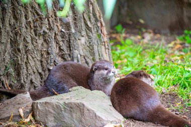 Yerdeki su samuru (Latince adı Aonyx cinerea) rahatlama.