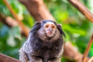 Maymun Callithrix penisillata böceği yiyor ve ağaç gövdesinde oturuyor..