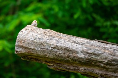 Küçük kahverengi kuş büyük bagajda oturuyor, yeşil arka planda..