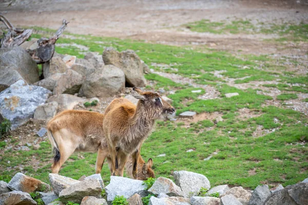 Group Nile Lechwe Mrs Gray Lechwe Kobus Megaceros Endangered Species — Photo