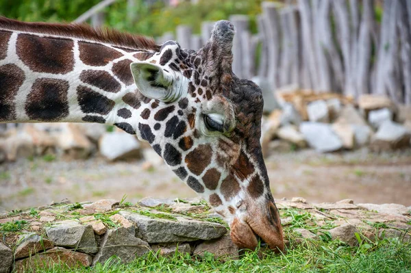South African giraffe or Cape giraffe (Giraffa camelopardalis giraffa) feeding. Eastern Cape. South Africa