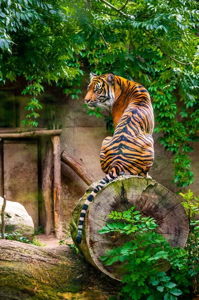 Sumatran Tiger Panthera Tigris Sumatrae Rare Tiger Subspecies Inhabits Indonesian — Stock Photo, Image