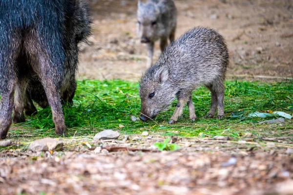 Chacoan Peccary Tagua Catagonus Wagneri Последний Сохранившийся Вид Рода Catagonus — стоковое фото