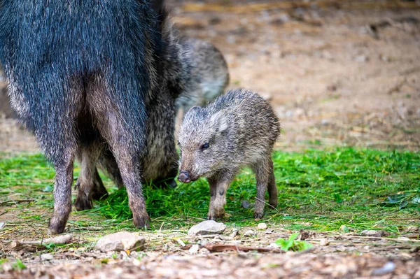 Chacoan Peccary Tagua Catagonus Wagneri Last Extant Species Genus Catagonus — Foto de Stock