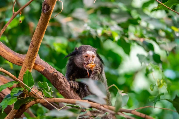 Monkey Callithrix Penicillata Eating Insect Sitting Tree Trunk — Zdjęcie stockowe