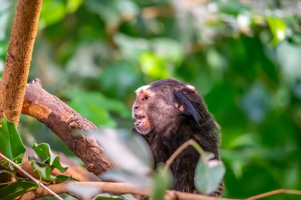 Monkey Callithrix Penicillata Eating Insect Sitting Tree Trunk — Zdjęcie stockowe