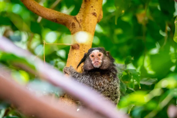 Μαϊμού Καλλιθριξ Πενικιλάτα Τρώει Έντομο Και Κάθεται Στον Κορμό Του — Φωτογραφία Αρχείου