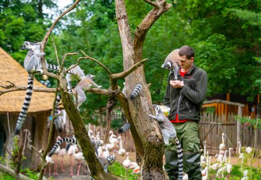 Jihlava, Çek Cumhuriyeti - 10.7.2022: Keeper Lemur Catta 'yı meyvelerle besliyor. Lemur genç adamın kollarında oturuyor..