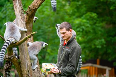 Jihlava, Çek Cumhuriyeti - 10.7.2022: Keeper Lemur Catta 'yı meyvelerle besliyor. Lemur genç adamın kollarında oturuyor..