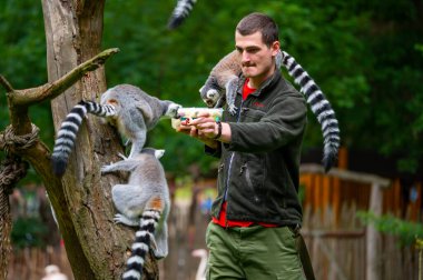 Jihlava, Czech Republic - 10.7.2022: Keeper is feeding the Lemur Catta with fruit. Lemur is sitting on the young man arms.