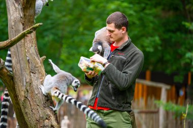 Jihlava, Çek Cumhuriyeti - 10.7.2022: Keeper Lemur Catta 'yı meyvelerle besliyor. Lemur genç adamın kollarında oturuyor..
