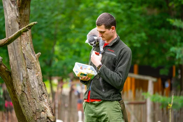 Jihlava Czech Republic 2022 Keeper Feeding Lemur Catta Fruit Lemur — Photo