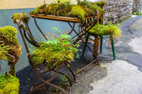 Outdoor old chair and furniture covered big green plants.