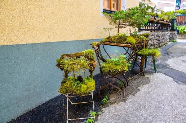 Outdoor old chair and furniture covered big green plants.