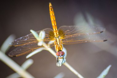 Dragon Fly