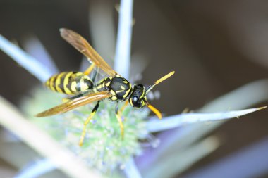Avrupa kağıt eşekarısı