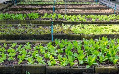 Sebze bahçesinde marul ve kırmızı lahana bitkileri