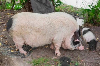 Yemek için domuz ve domuz yavrusu.