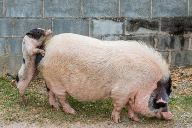 Yemek için domuz ve domuz yavrusu.