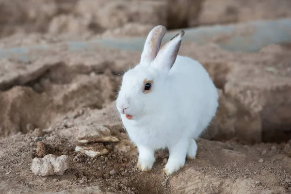 Kaninchen Käfig — Stockfoto