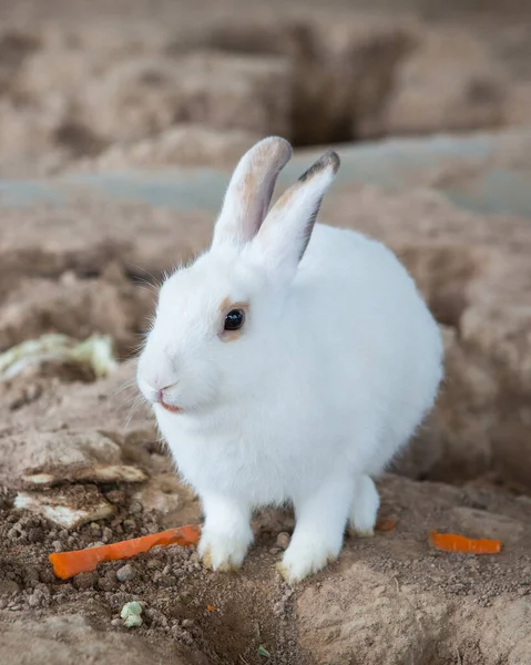 檻の中のウサギ — ストック写真