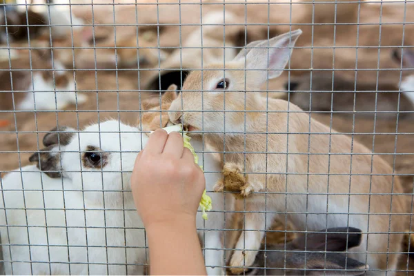 Lapins Dans Cage — Photo