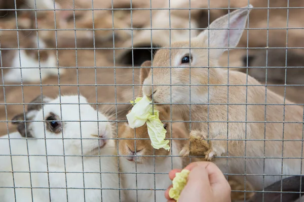 Rabbits Cage — Stock Photo, Image