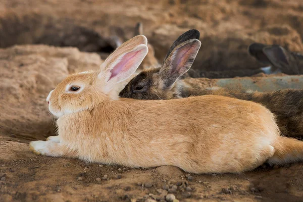 Conigli Gabbia — Foto Stock