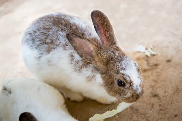 Kaninchen Käfig — Stockfoto