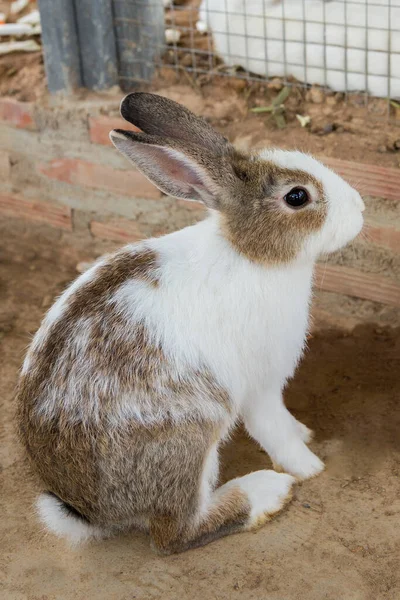 Кролики Клітці — стокове фото