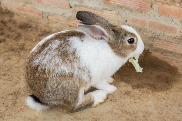 Kaniner Buren — Stockfoto