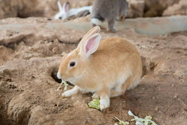 Conejos Jaula — Foto de Stock