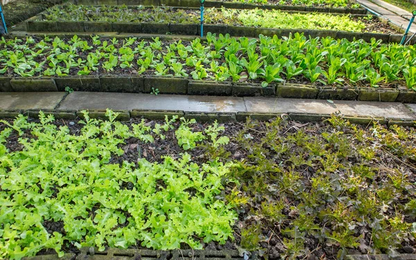 Salat Und Rotkohl Auf Einem Gemüsebeet — Stockfoto
