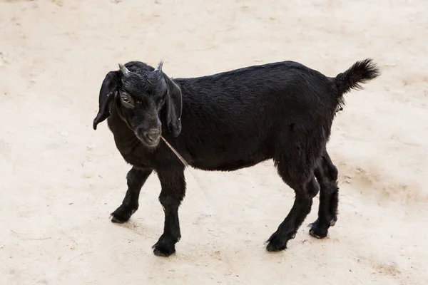 Chèvre Noire Dans Beaux Animaux — Photo
