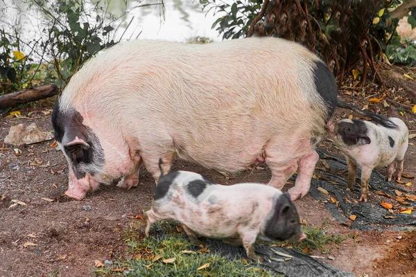 Schwein Und Ferkel Als Futter — Stockfoto