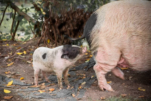 Schwein Und Ferkel Als Futter — Stockfoto