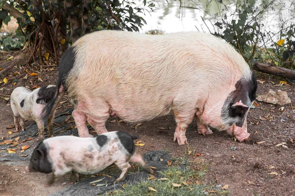 Χοίροι Και Χοιρίδια Για Τρόφιμα — Φωτογραφία Αρχείου