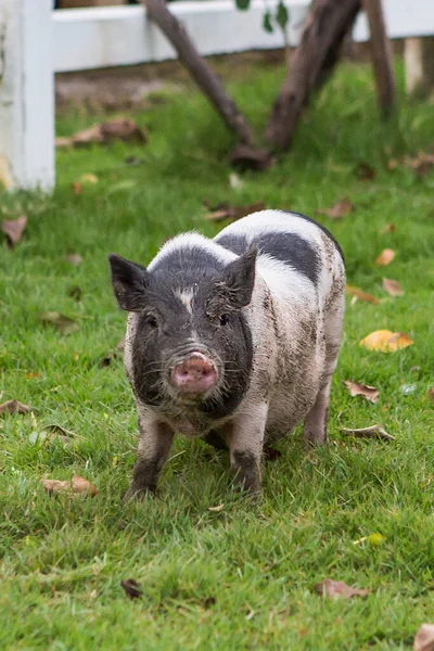 Свинья Поросенок Еды — стоковое фото
