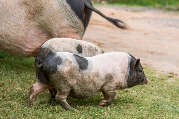 猪和小猪换食物 — 图库照片