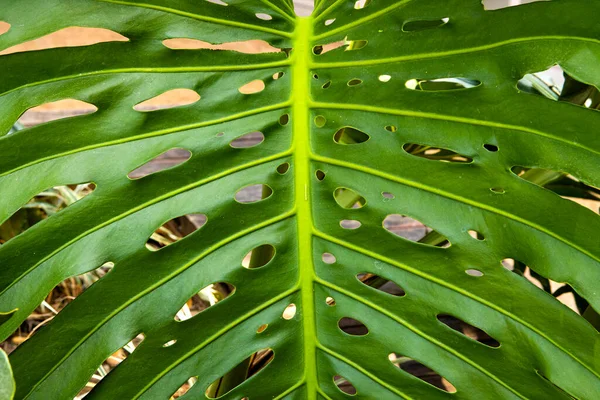 Листья Чудовищного Растения Саду — стоковое фото